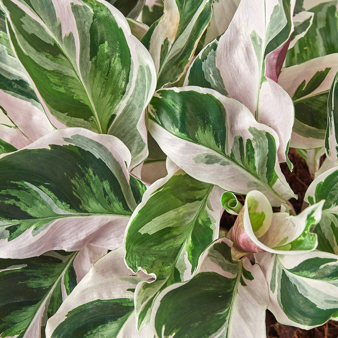 Calathea &