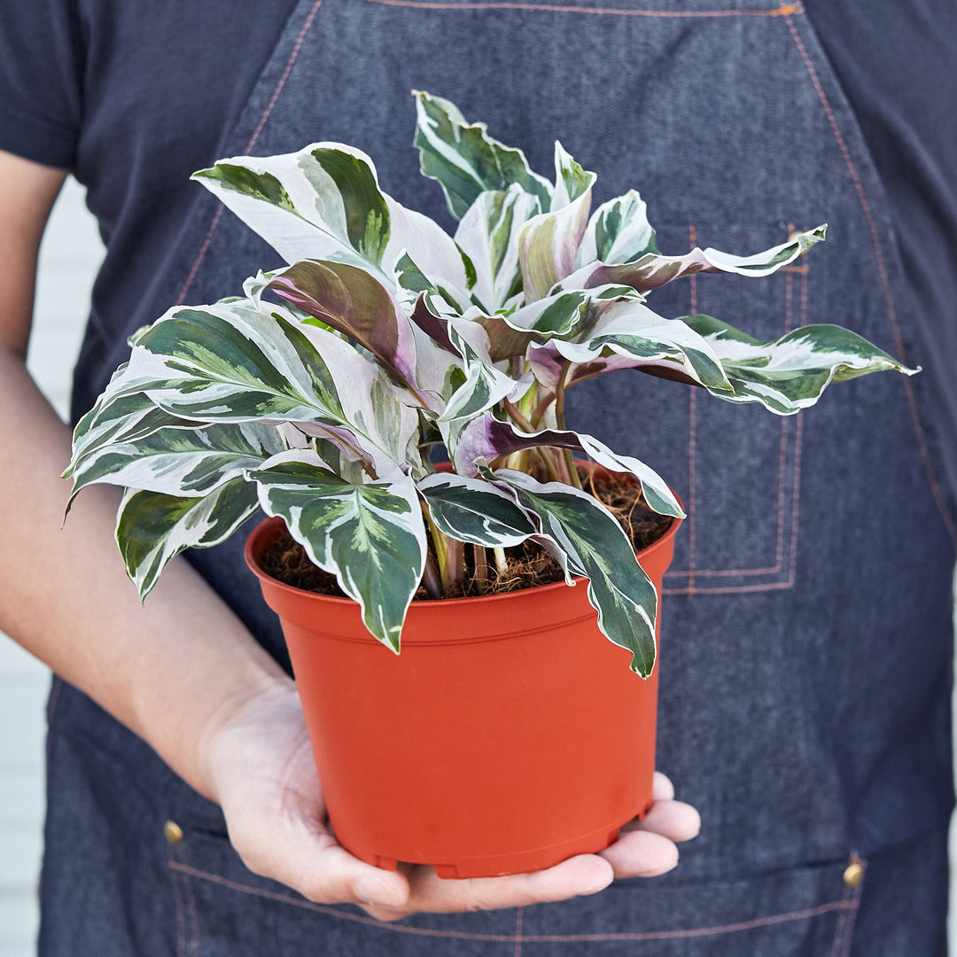 Calathea &