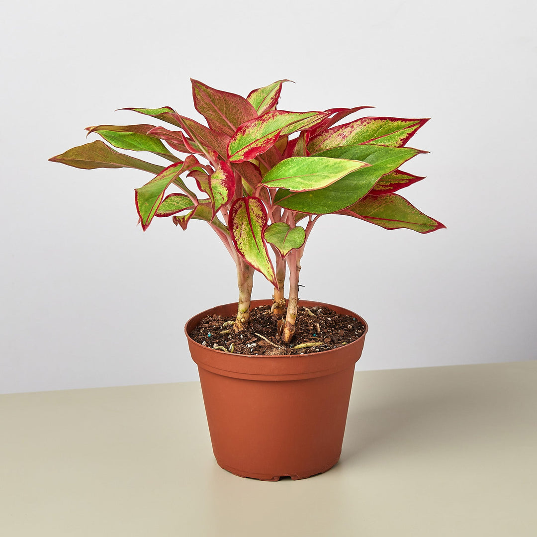 Chinese Evergreen &