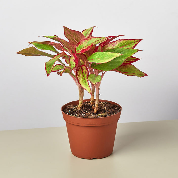 Chinese Evergreen &