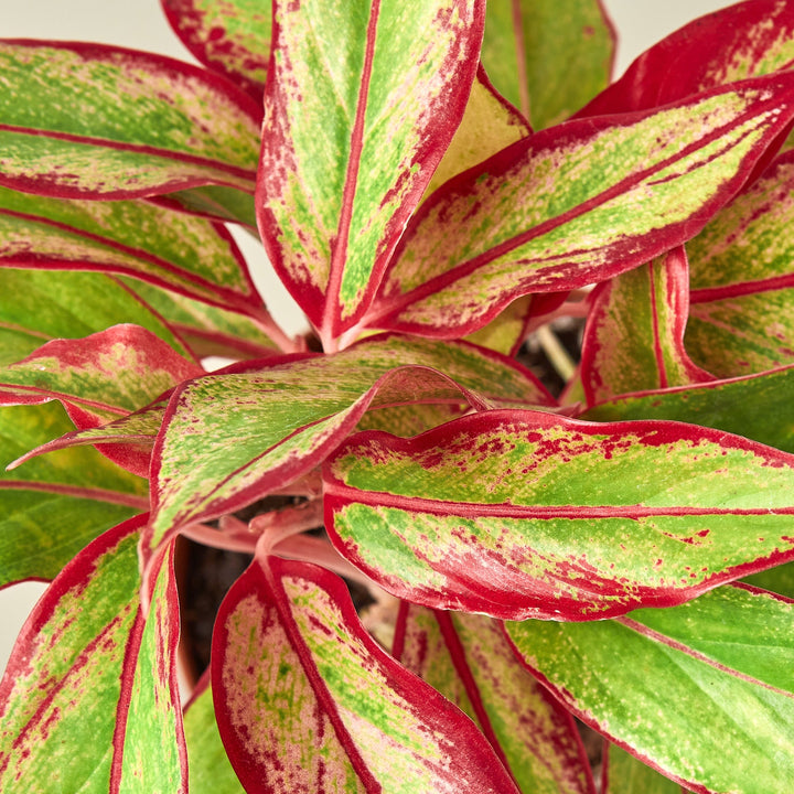 Chinese Evergreen &