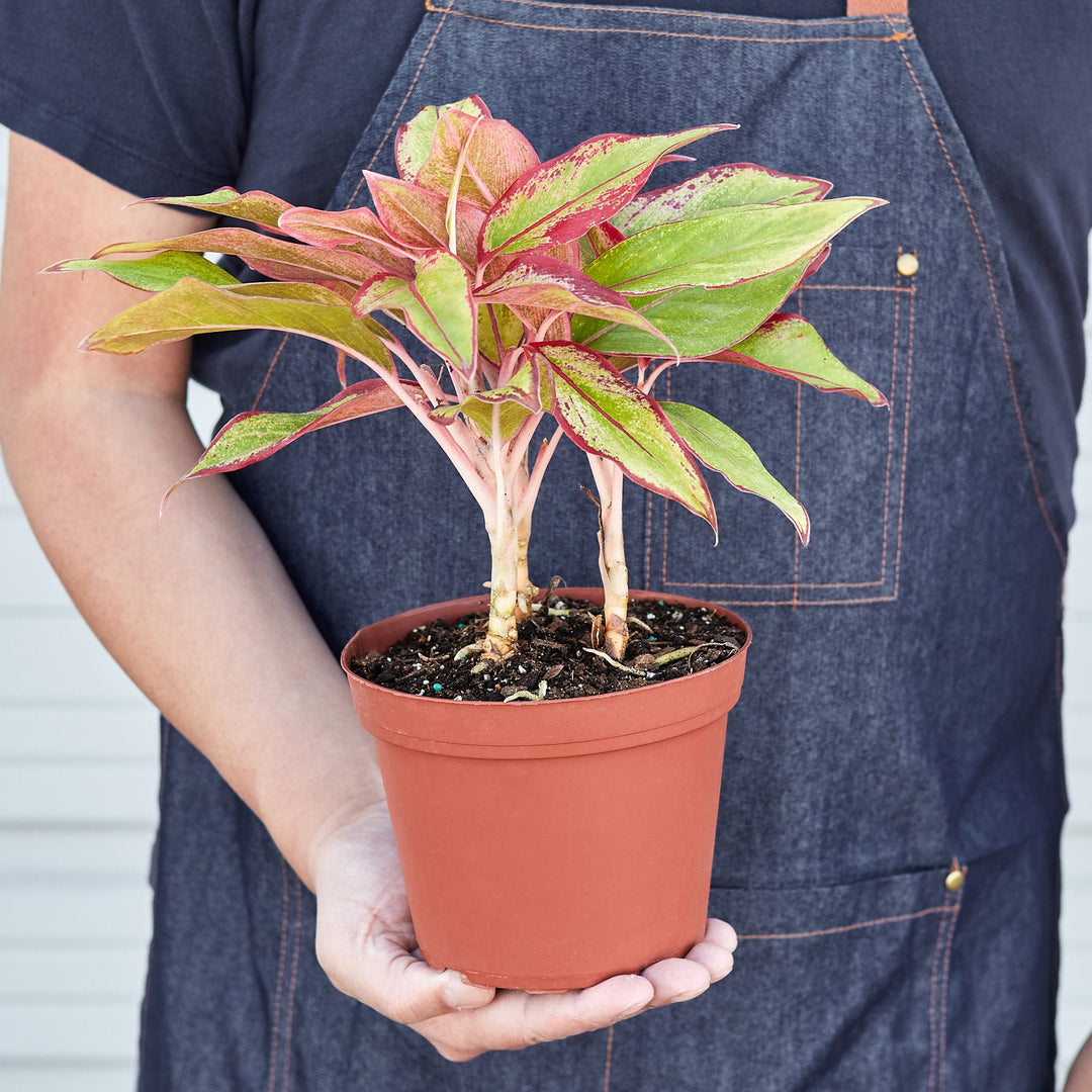 Chinese Evergreen &