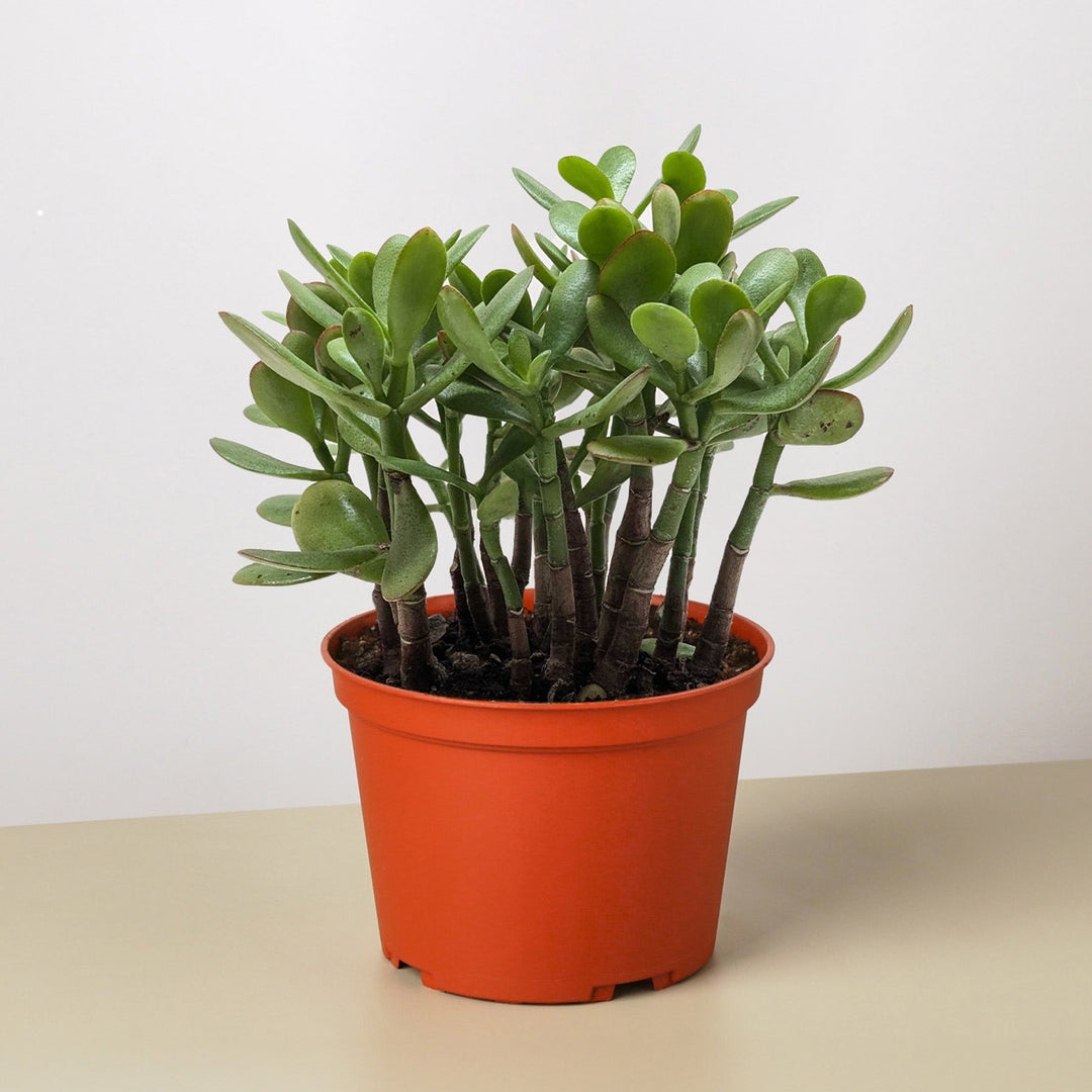 Succulent Crassula &