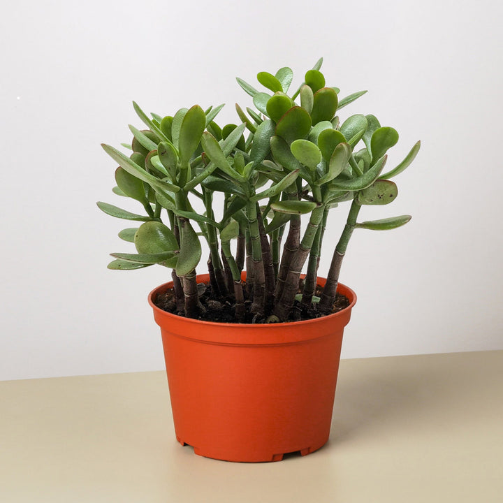 Succulent Crassula &