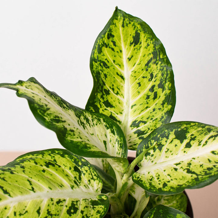 Dieffenbachia &