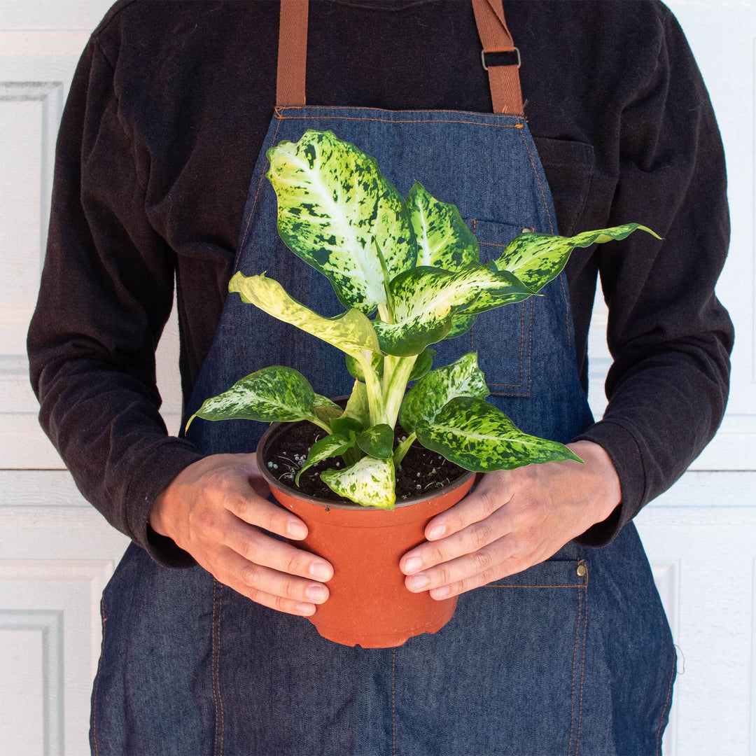 Dieffenbachia &