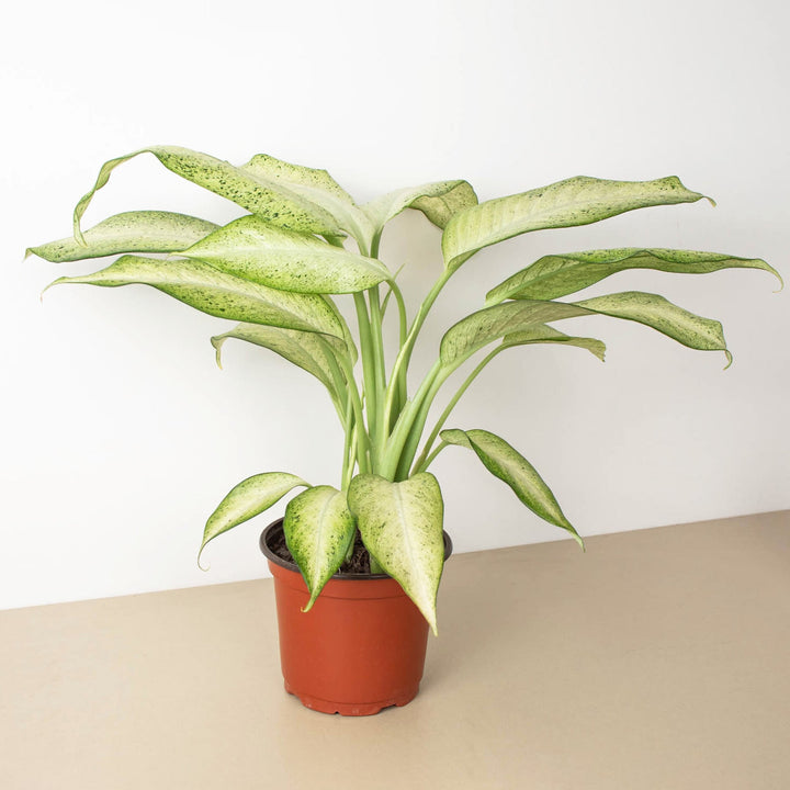 Dieffenbachia &