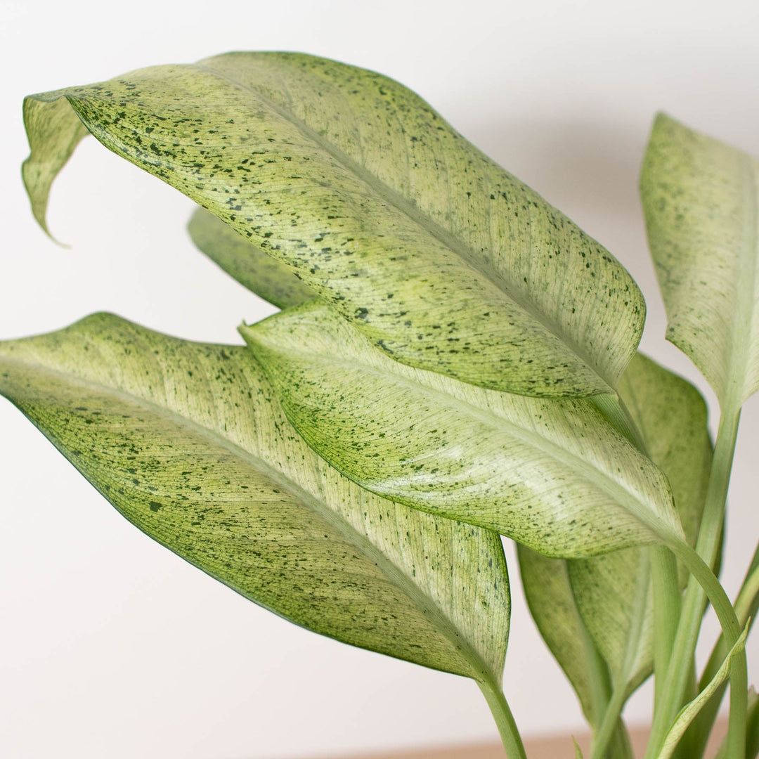 Dieffenbachia &