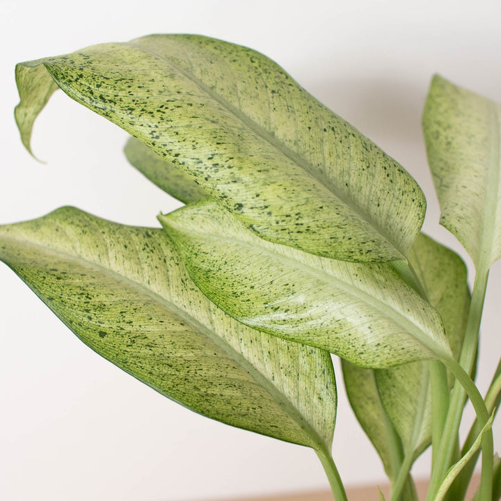 Dieffenbachia &