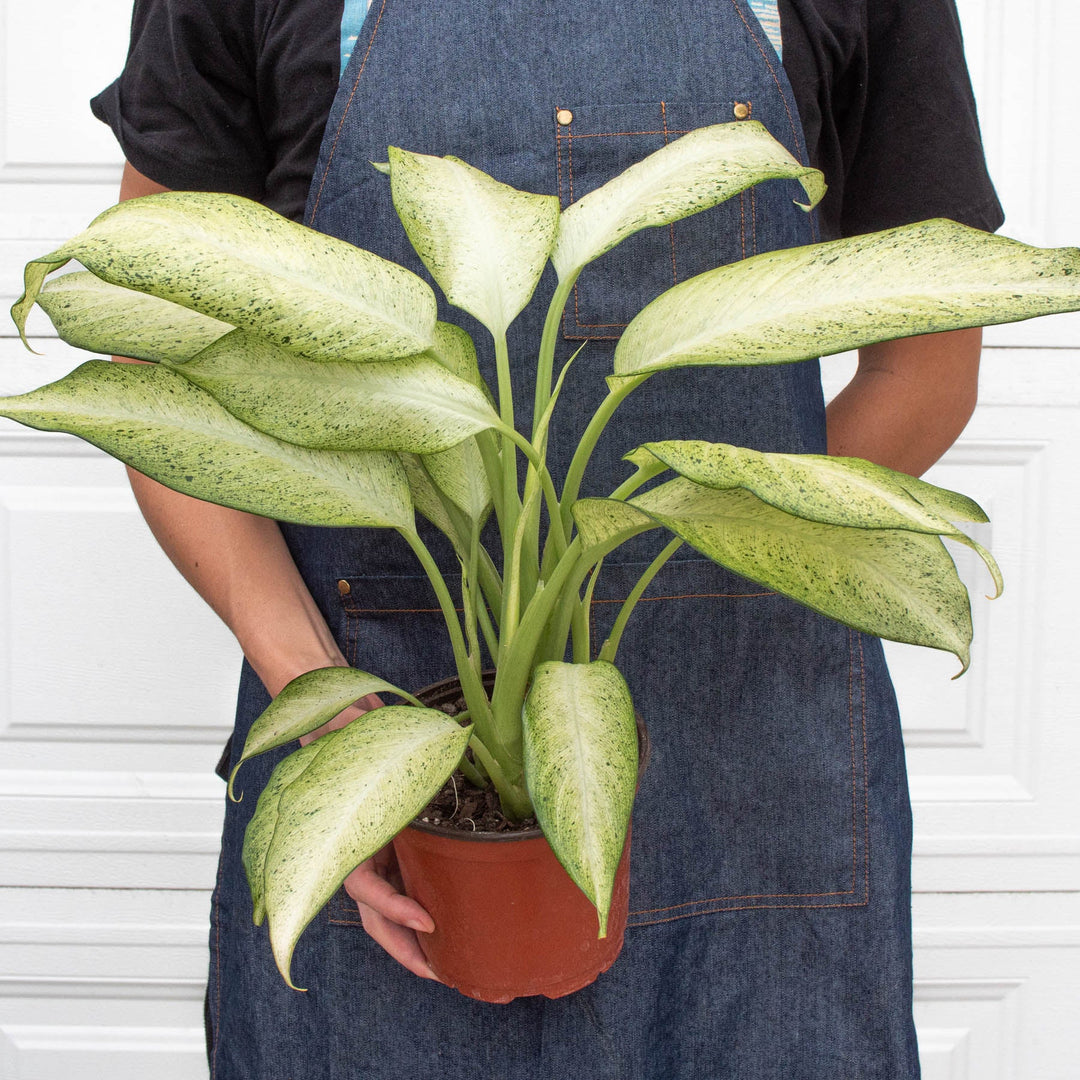 Dieffenbachia &