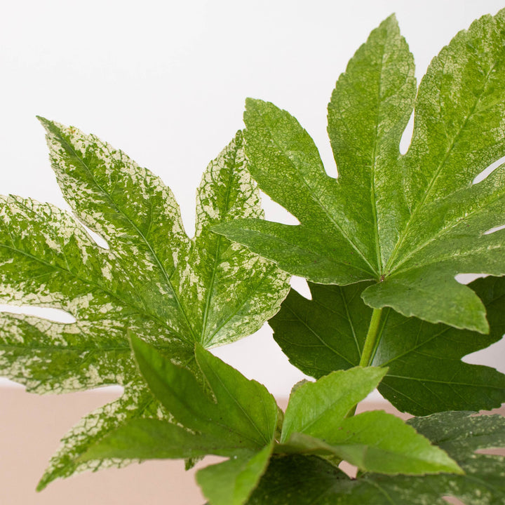 Fatsia &