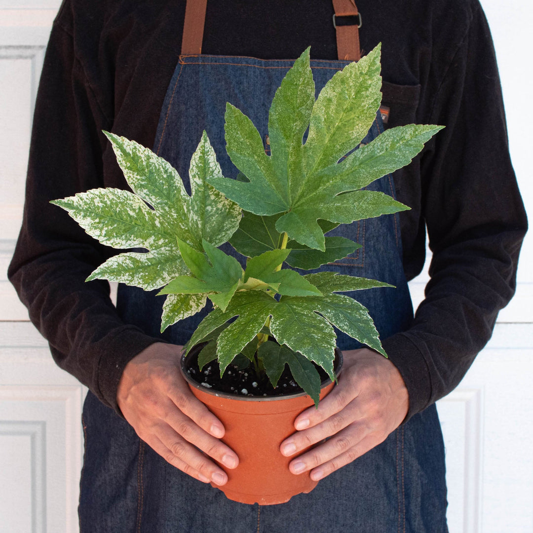 Fatsia &
