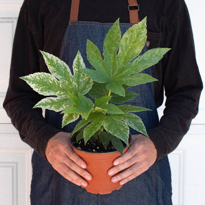 Fatsia &