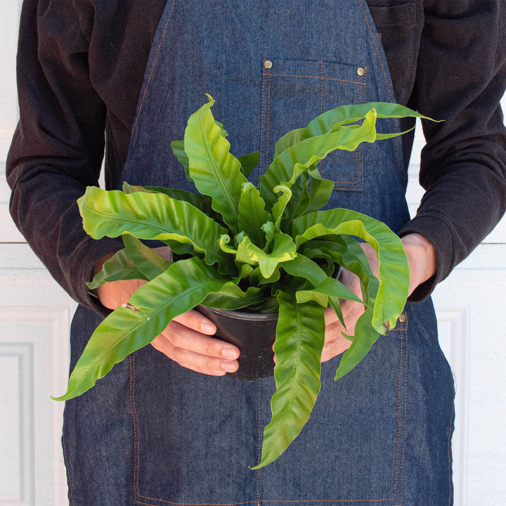 Fern &