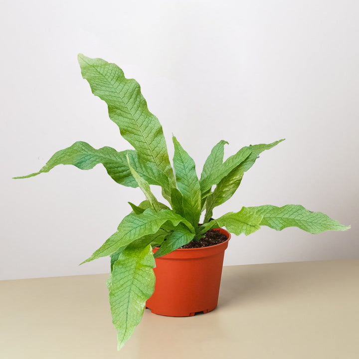 Fern &