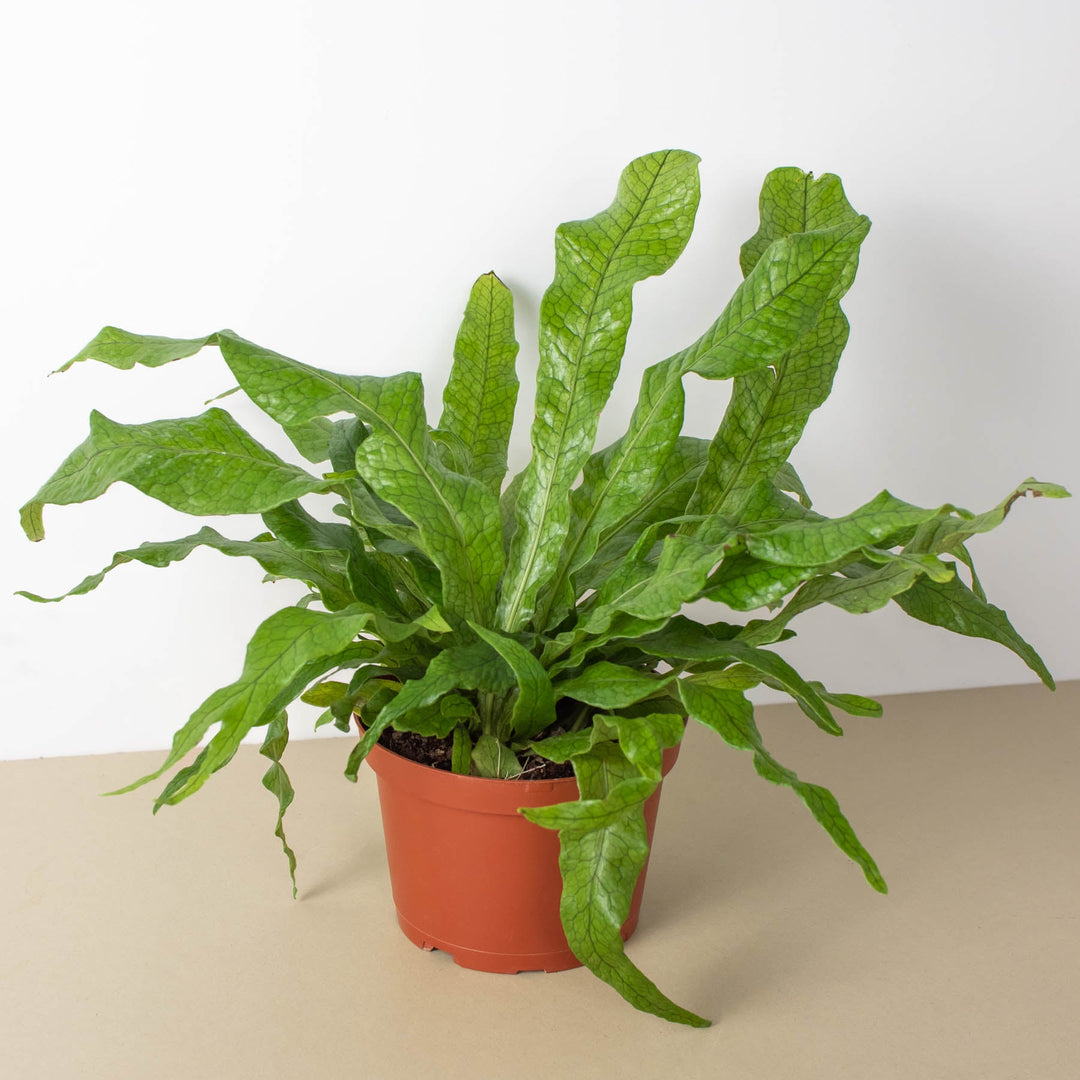 Fern &