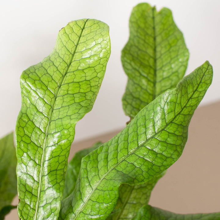 Fern &