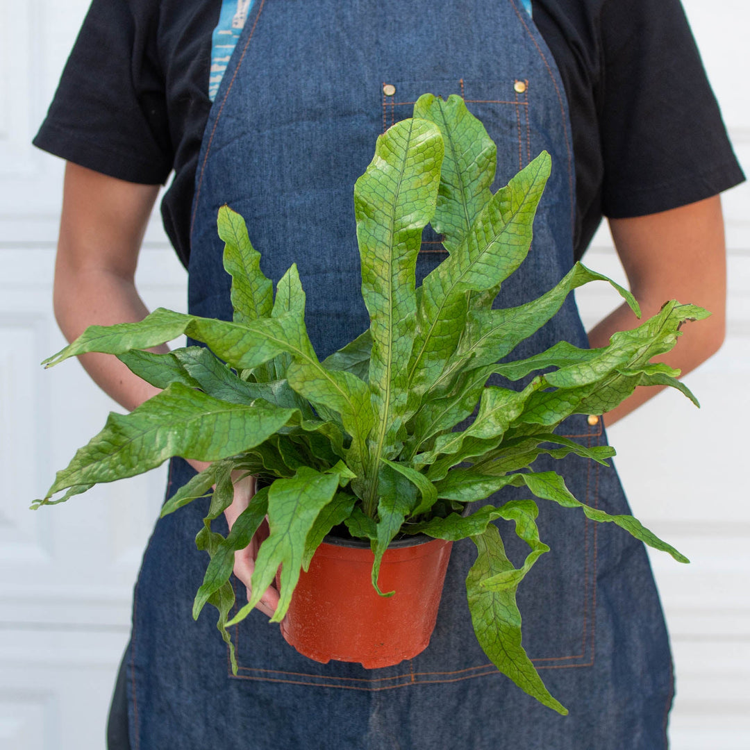 Fern &