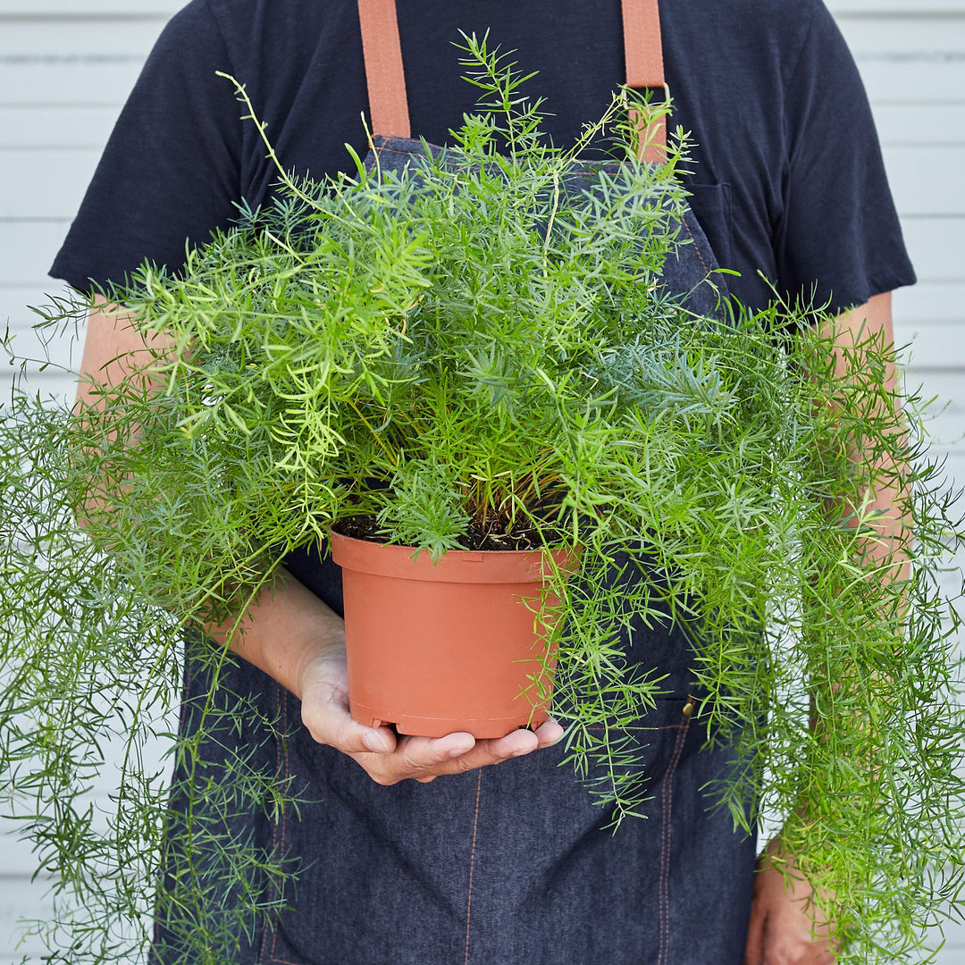 Fern &