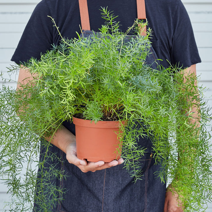 Fern &