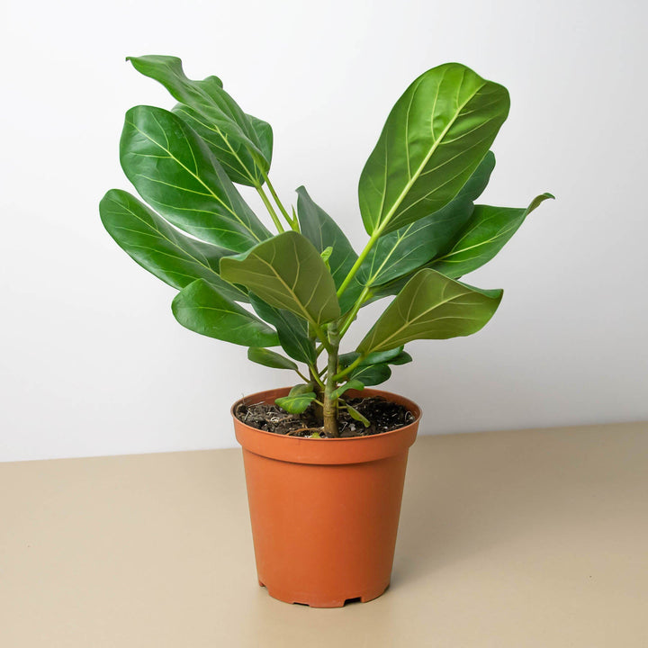 Ficus &