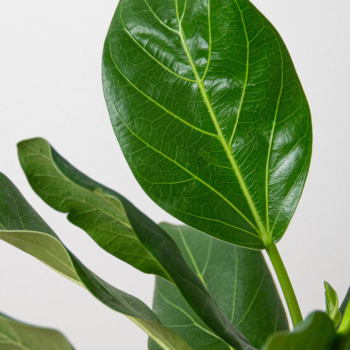 Ficus &