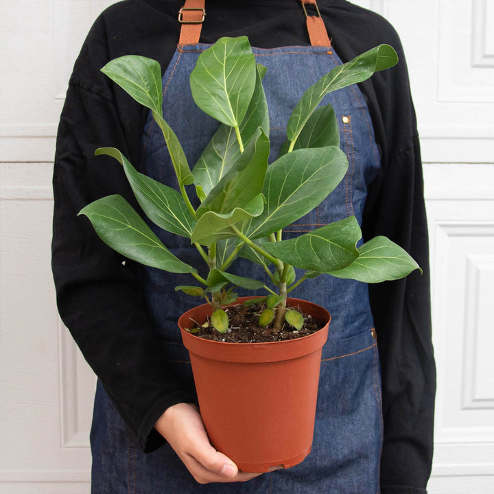 Ficus &
