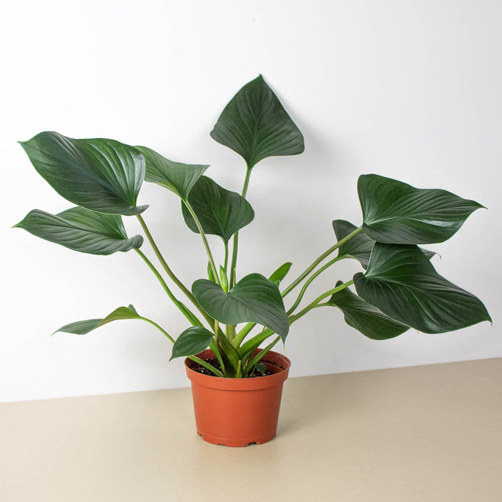 Homalomena &