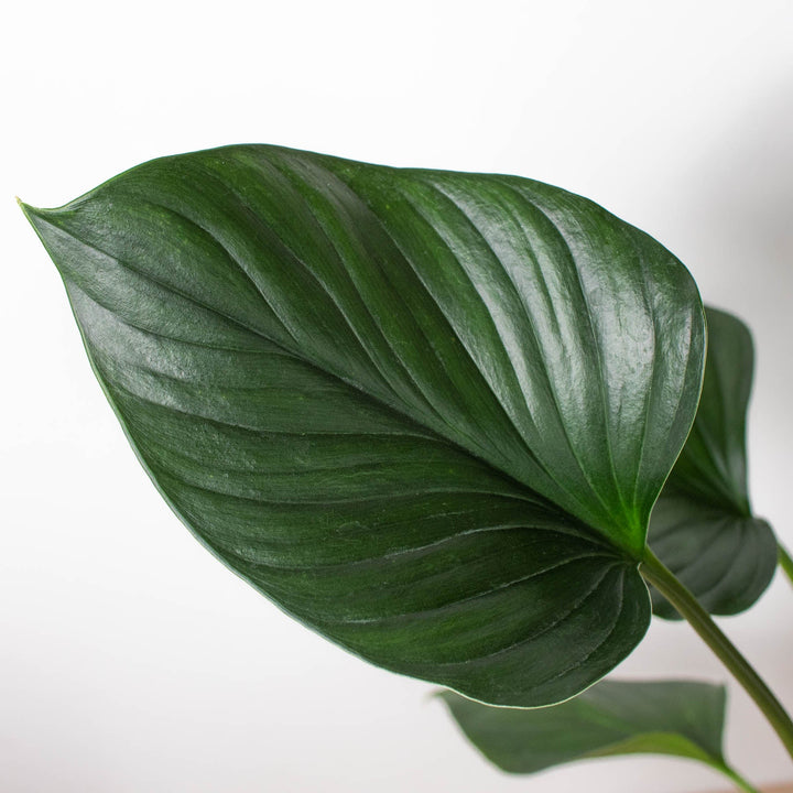 Homalomena &