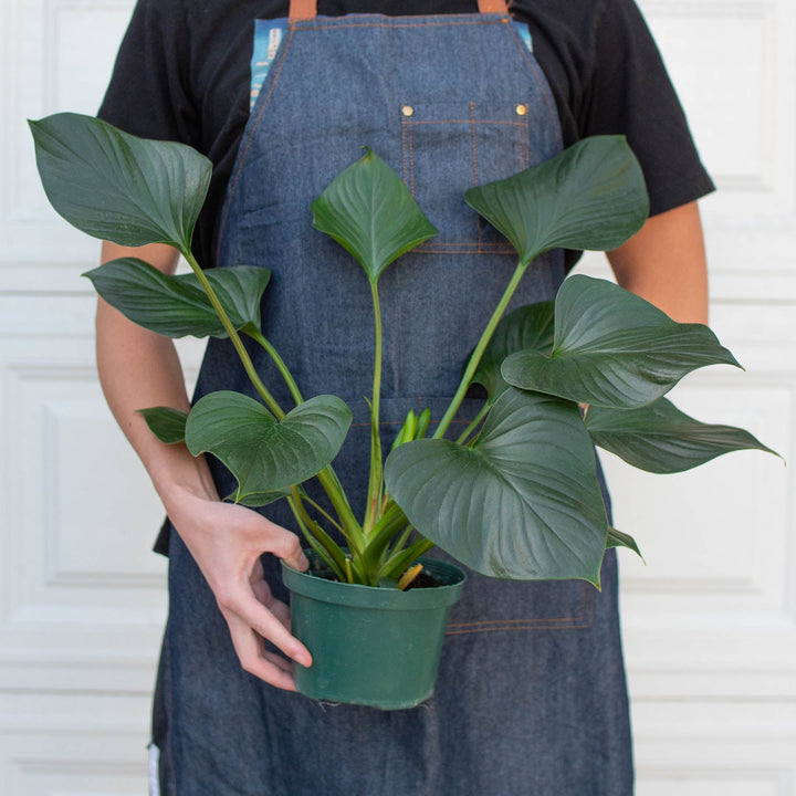 Homalomena &