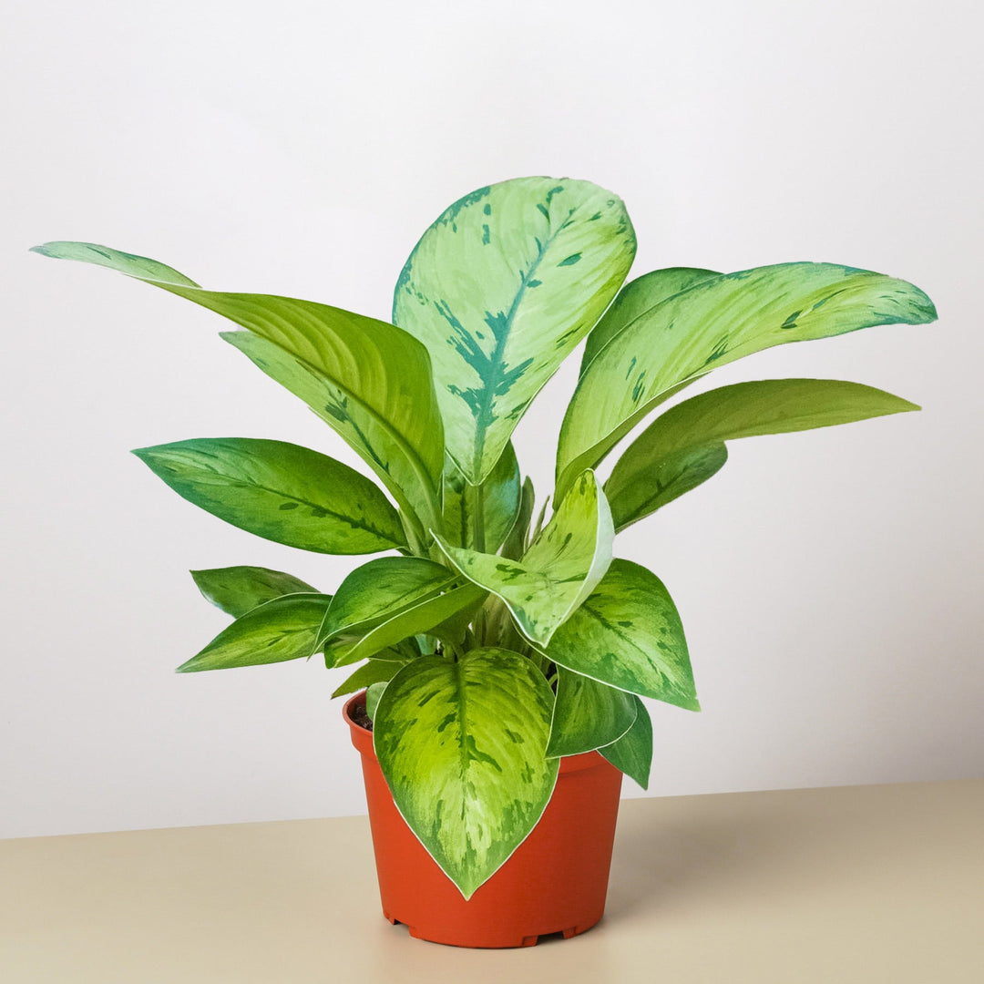 Homalomena &