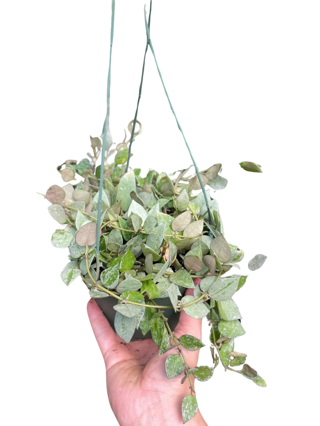 Hoya Krohiana &