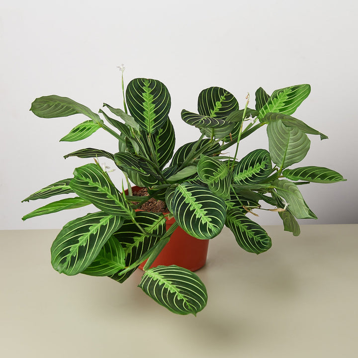 Maranta &