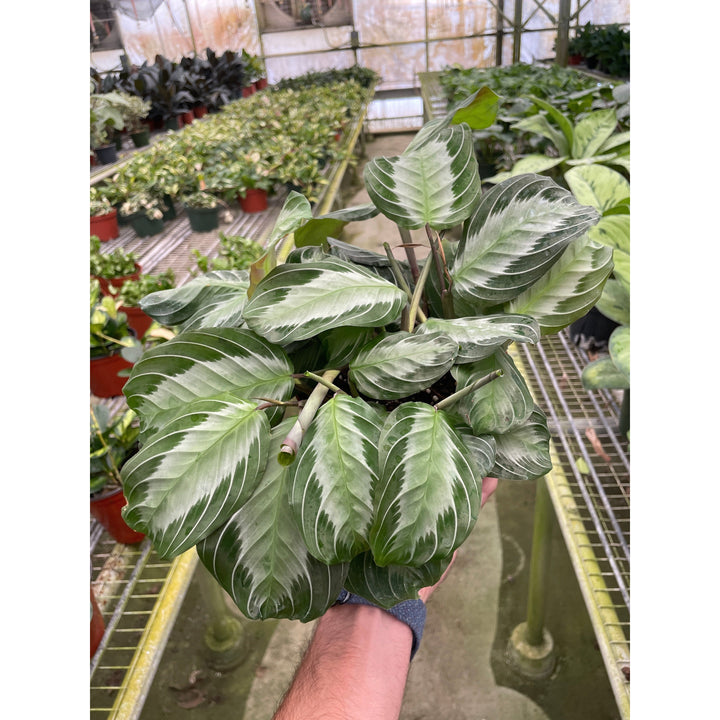 Maranta &
