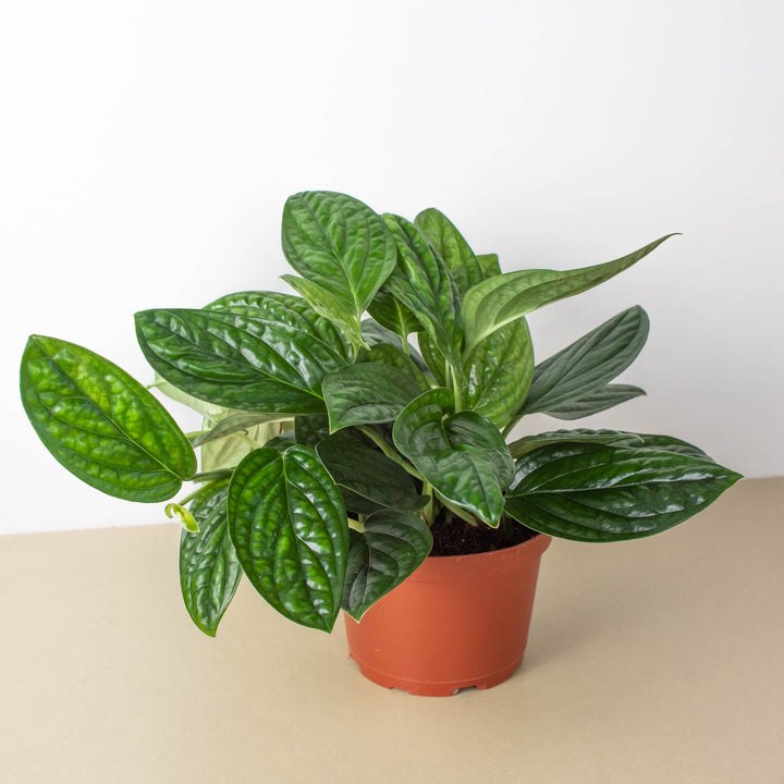 Monstera &