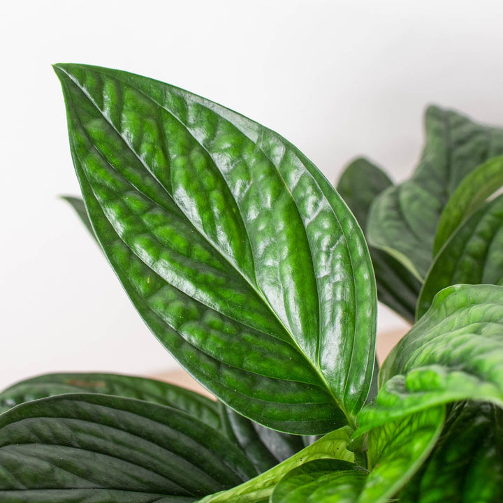 Monstera &