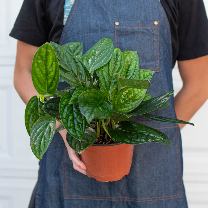 Monstera &