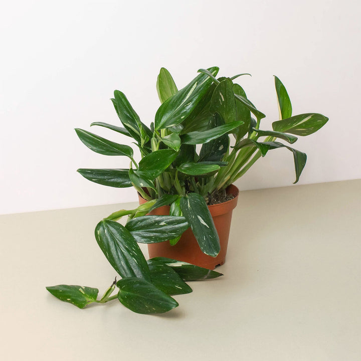 Monstera &