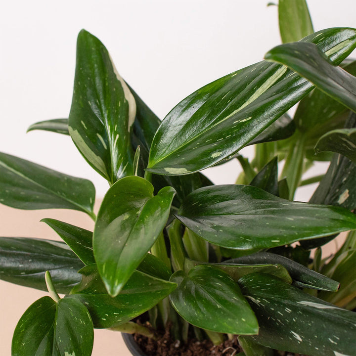 Monstera &
