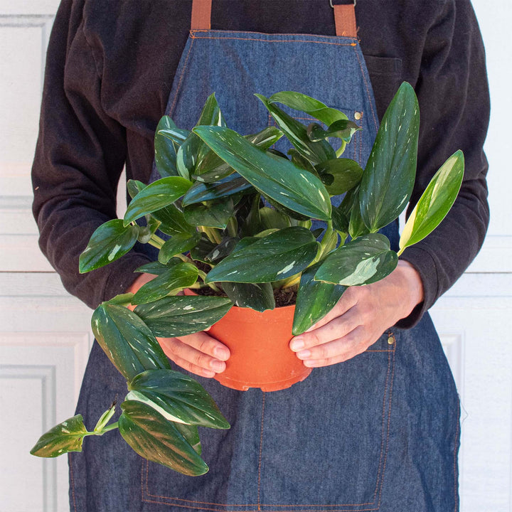 Monstera &