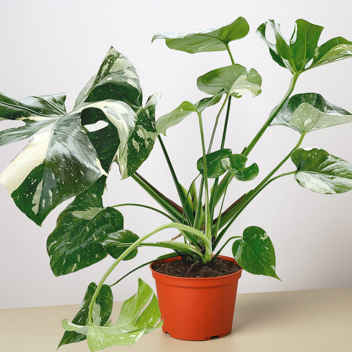 Monstera &