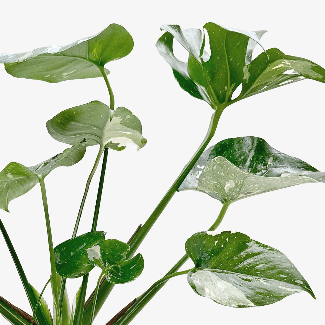 Monstera &