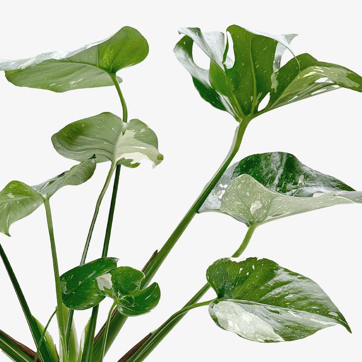 Monstera &