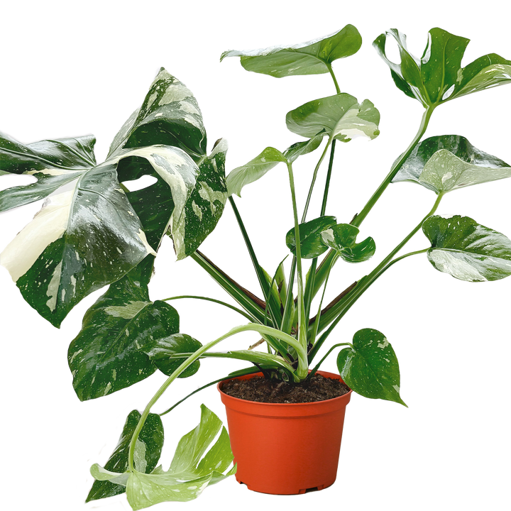 Monstera &