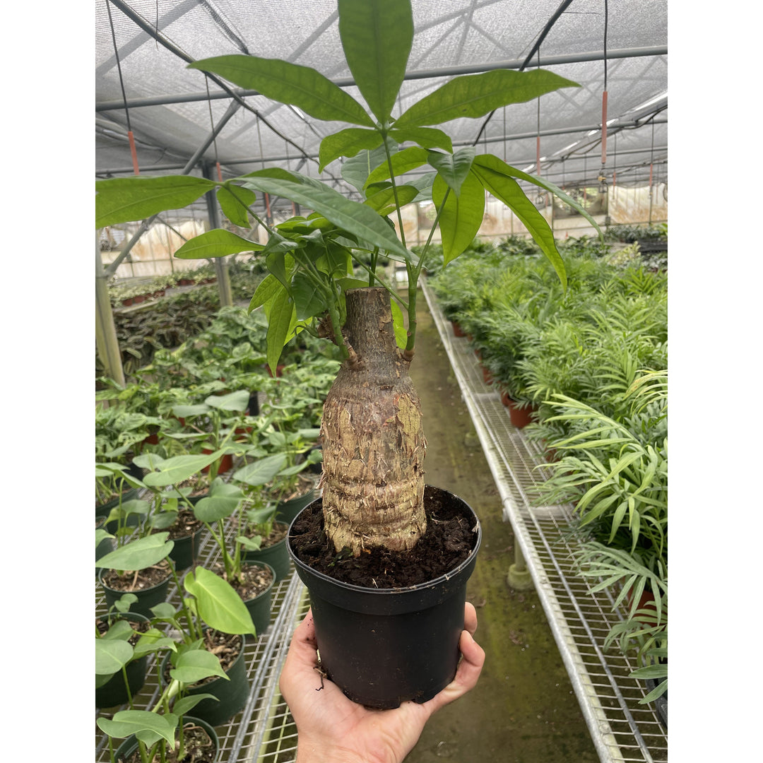 Money Tree &