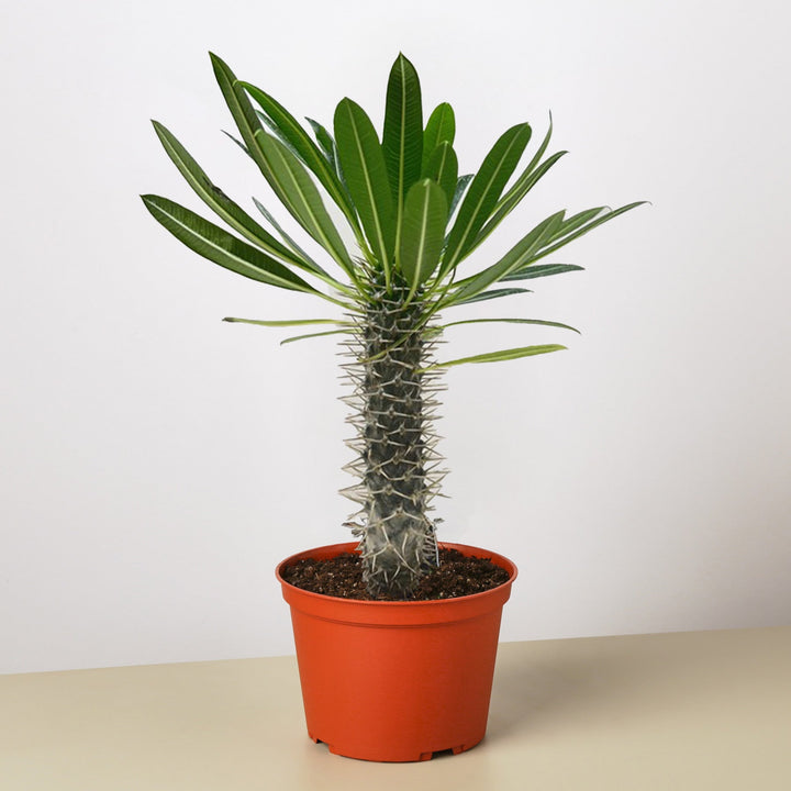 Pachypodium &