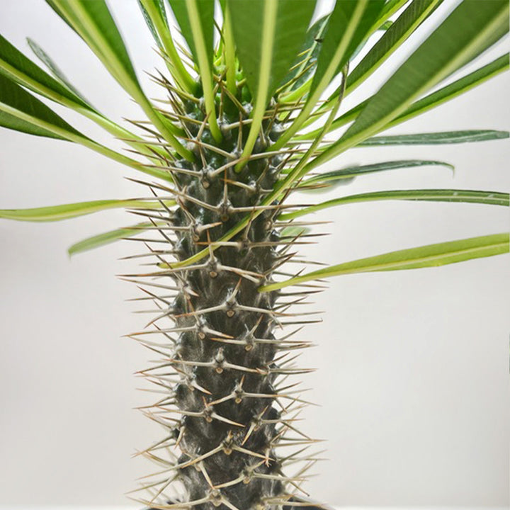 Pachypodium &