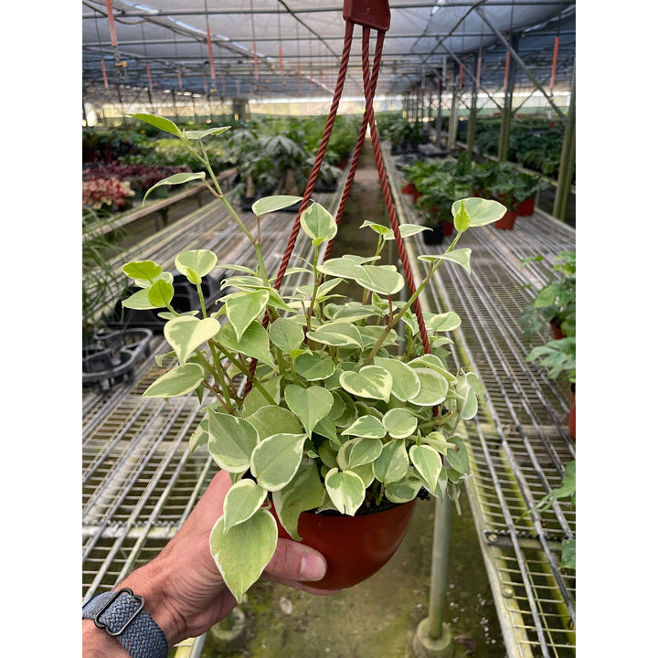 Peperomia &