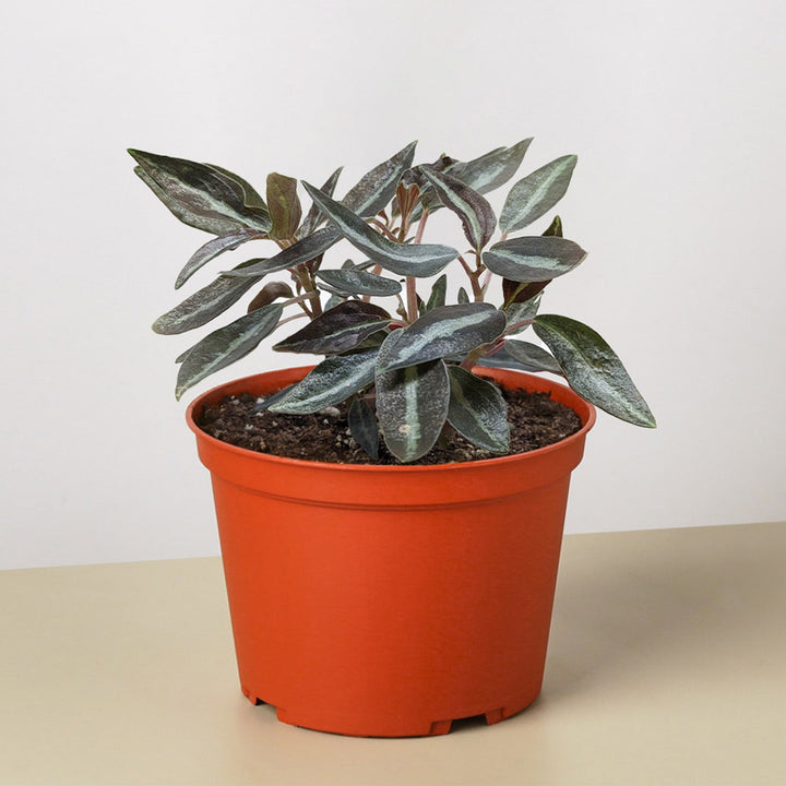 Peperomia &