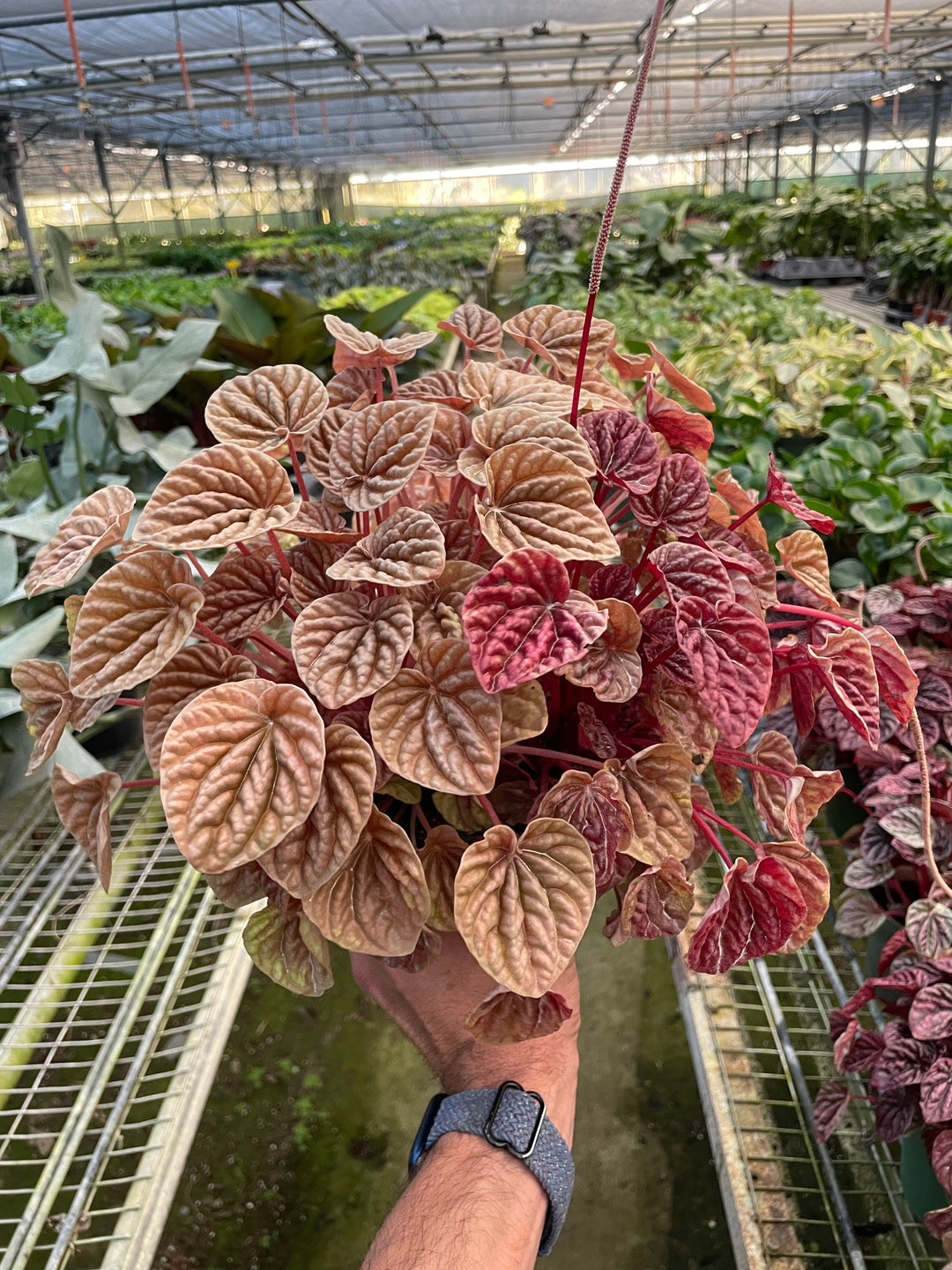 Peperomia &
